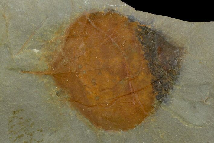 Fossil Leaf (Zizyphoides) - Montana #120801